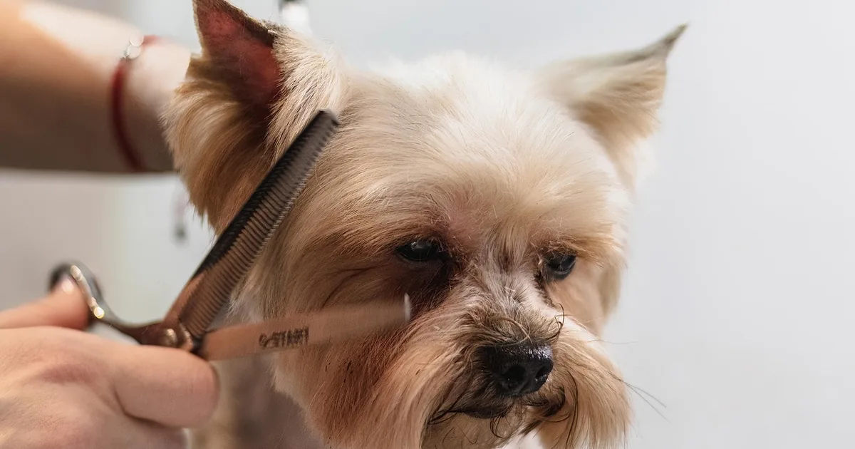 American Kennel Club: Registration, Reunite Microchips and AKC Shop Gear Explained