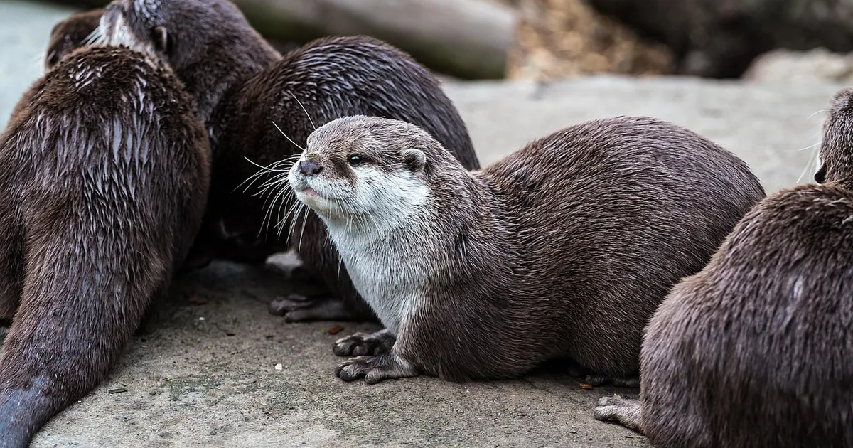 Wo Smart Shoppers Bronx Zoo Deals im Jahr 2026 finden