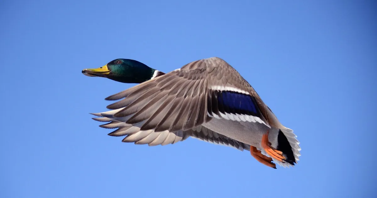 Ist Duck Commander es wert? Eine ehrliche Shopper-Bewertung + 2026 Codes