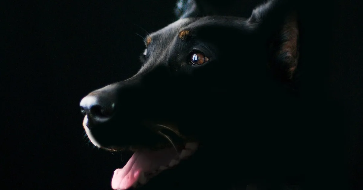 EzyDog: Harness Sizing, Car Restraints and Dog Life Jackets Explained