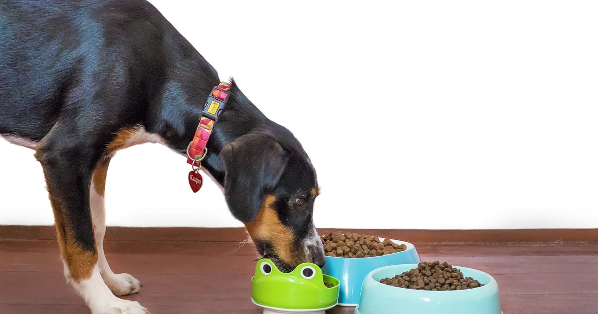 Farmina: N&D Lines Explained, Choosing Kibble vs Wet Food and Switching Safely