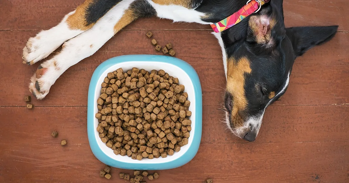 Furbo: Dog vs Cat Camera, the Nanny Subscription and Treat-Tossing Setup Explained