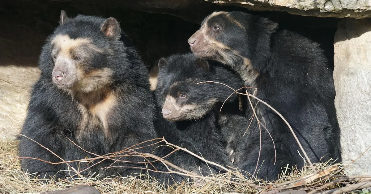 11 Möglichkeiten, im Houston Zoo im Jahr 2026 zu sparen