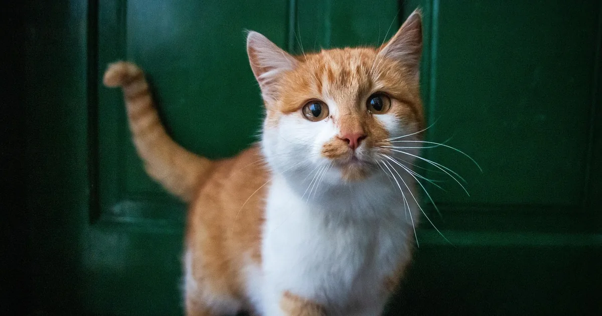 Ideal Pet Products: Choosing a Pet Door Type, Flap Size and Wall or Window Install