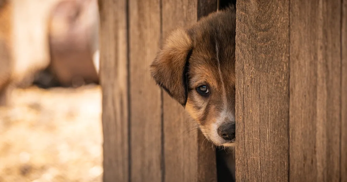 Impact Dog Crates: Collapsible vs Stationary, Sizing and Travel Rules Explained