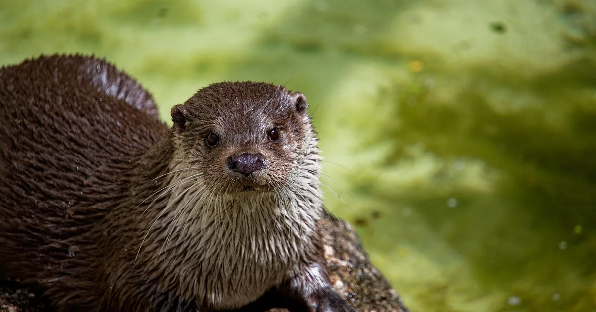 Der intelligenteste Weg, Oakland Zoo zu erleben: Tipps + 2026 Codes