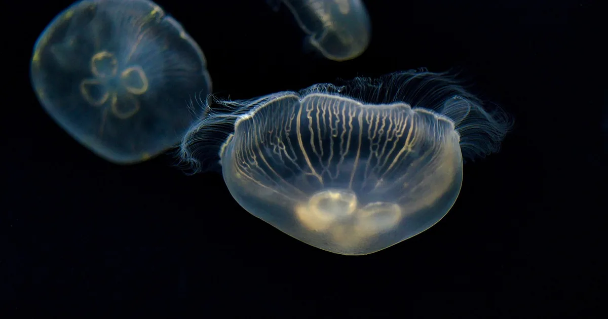 Is OdySea Aquarium Worth It? Honest Shopper's Review + 2026 Codes