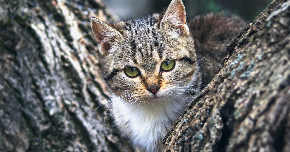 Codes de rabais Express Petfood 2026: 11 Tricks prouvés à payer moins